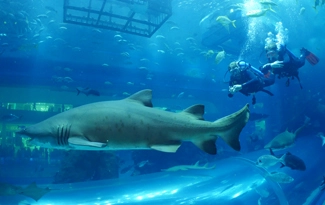 Дайвинг "Al Boom Diving"