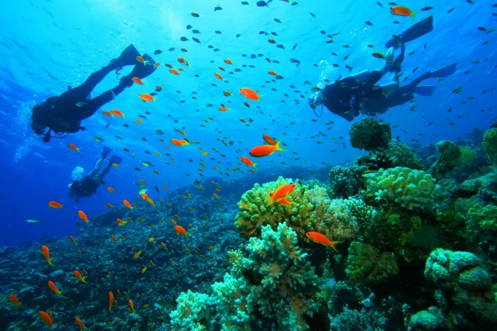 Дайвинг Scuba Hub, diving club"