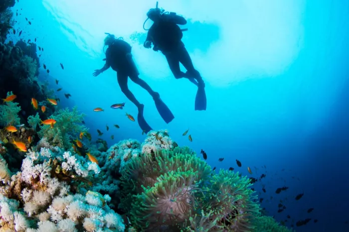 Дайвинг "Divers Down"
