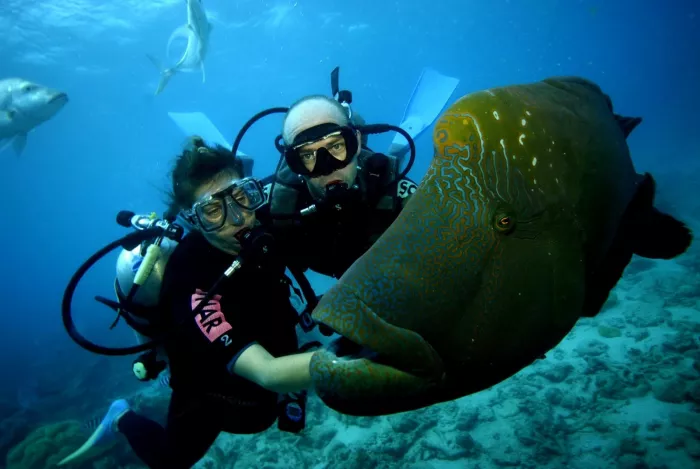 Дайвинг "Divers Down"