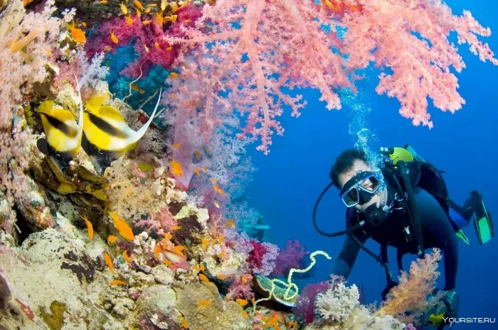 Дайвинг "Divers Down"