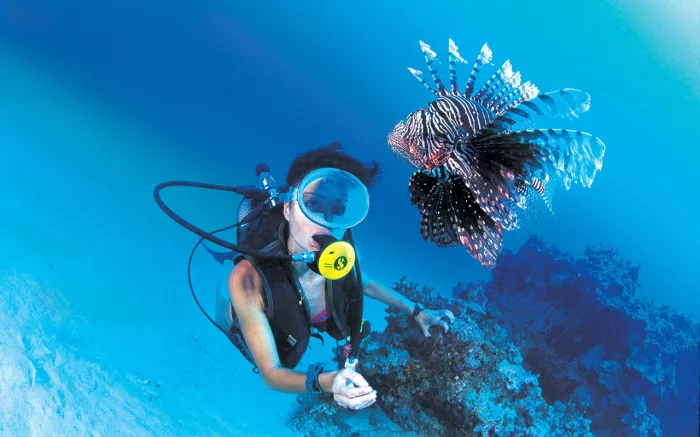 Дайвинг "Divers Down"