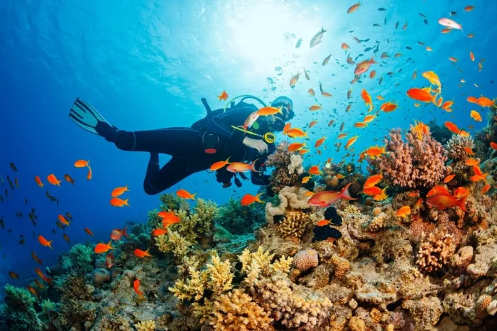 Дайвинг "Mermaid Diving Center"
