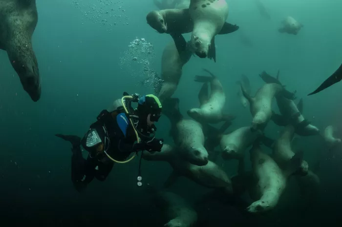 Дайвинг "Orca Diving Center Dubai"