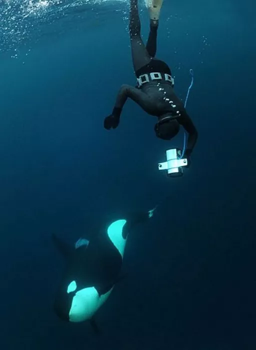 Дайвинг "Orca Diving Center Dubai"