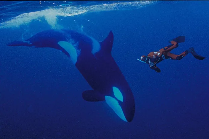Дайвинг "Orca Diving Center Dubai"