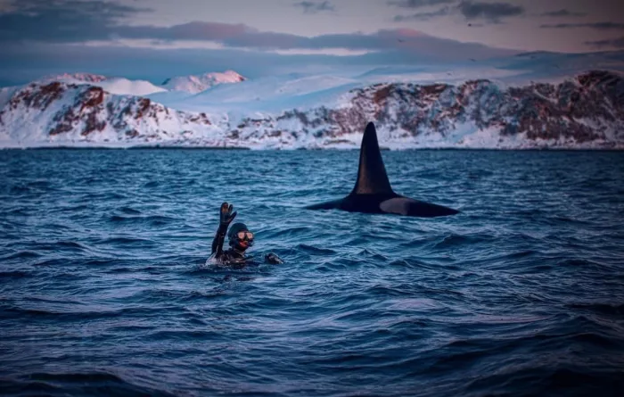 Дайвинг "Orca Diving Center Dubai"