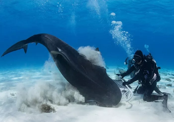Дайвинг "Orca Diving Center Dubai"