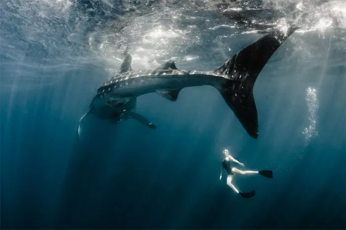 Дайвинг "Orca Diving Center Dubai"