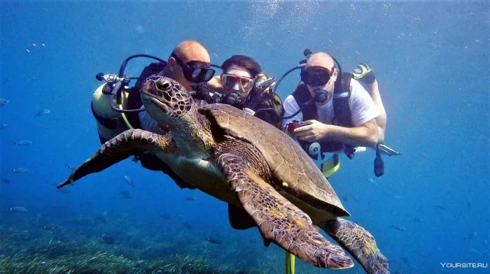 Дайвинг "Seven Seas Diving Services"