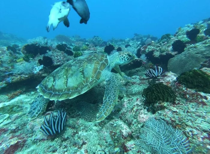 Центр Дайвинга «Geko Dive Bali»