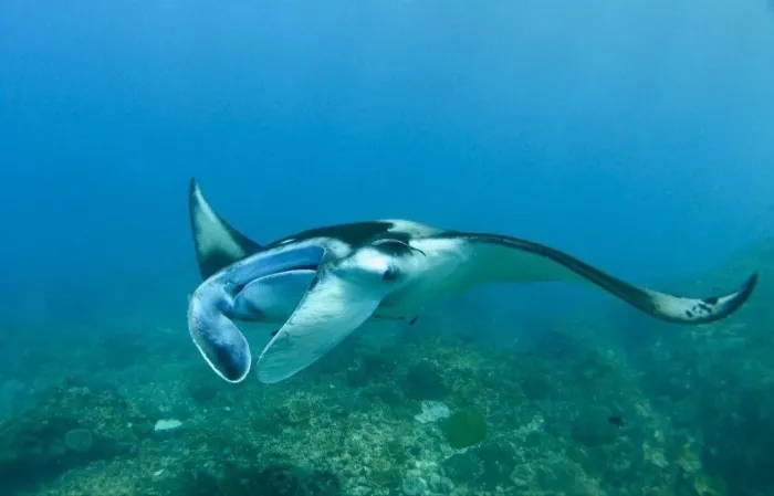 Центр Дайвинга «Geko Dive Bali»