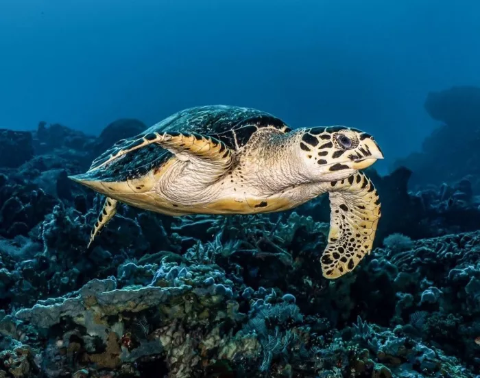 Центр Дайвинга «Dive Concepts Pemuteran»