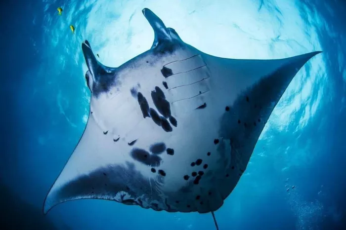Центр Дайвинга «Kriss Bali Diving»