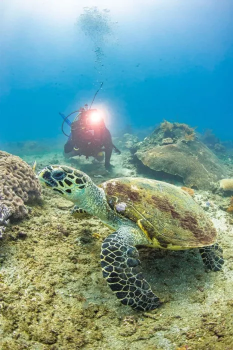 Центр Дайвинга «Kriss Bali Diving»