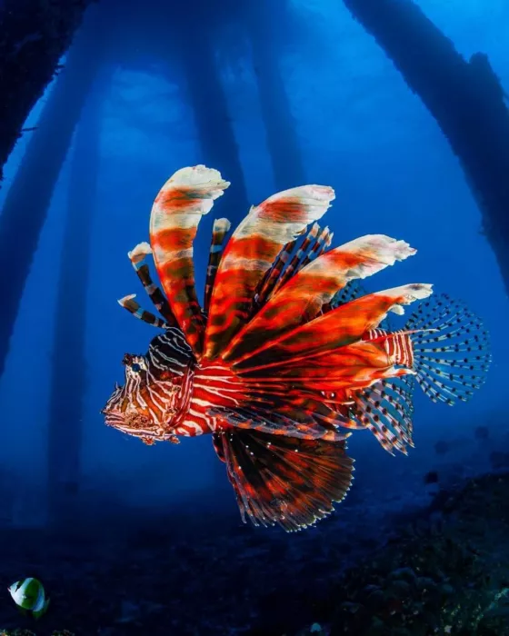 Центр Дайвинга «Kriss Bali Diving»
