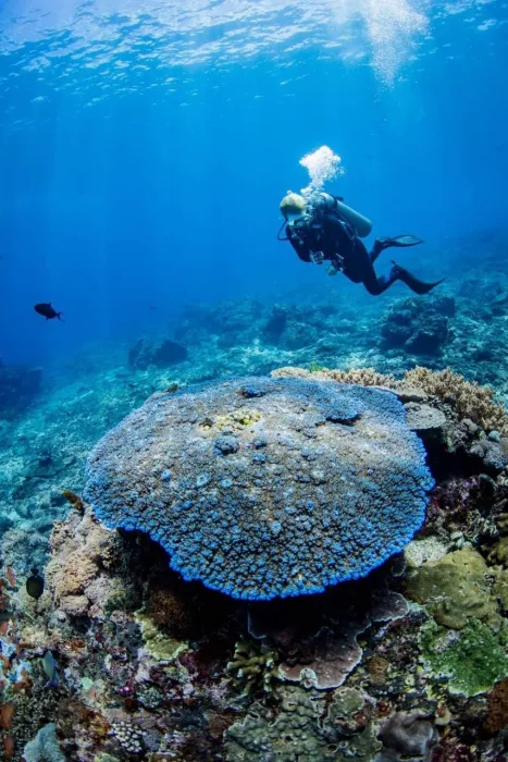 Центр Дайвинга «Kriss Bali Diving»