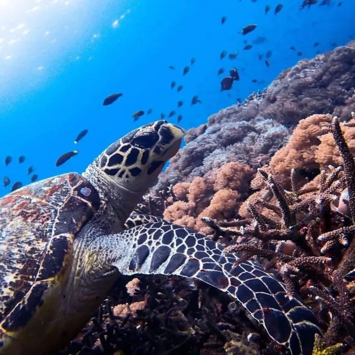 Центр Дайвинга «Planet Bali Dive»