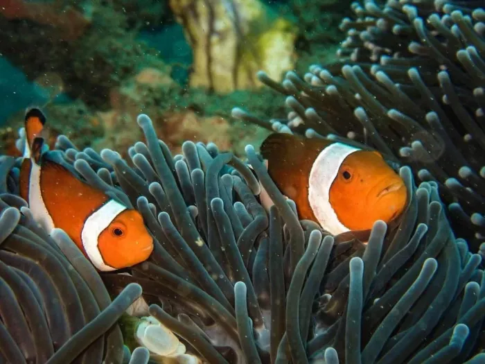Центр Дайвинга «Planet Bali Dive»