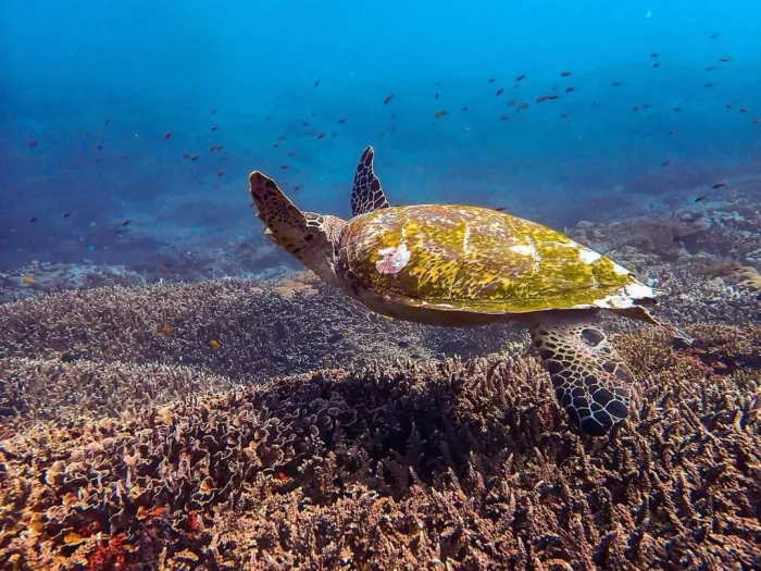 Центр Дайвинга «Planet Bali Dive»