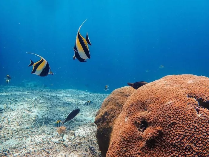 Центр Дайвинга «Planet Bali Dive»