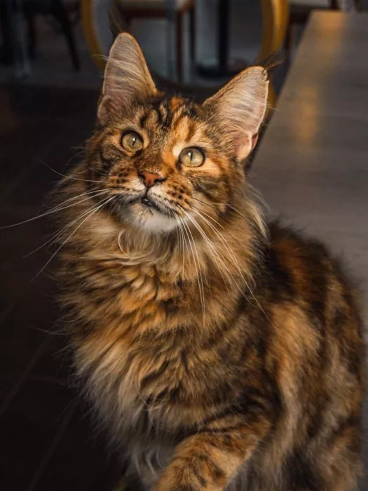 Кафе «Miau»