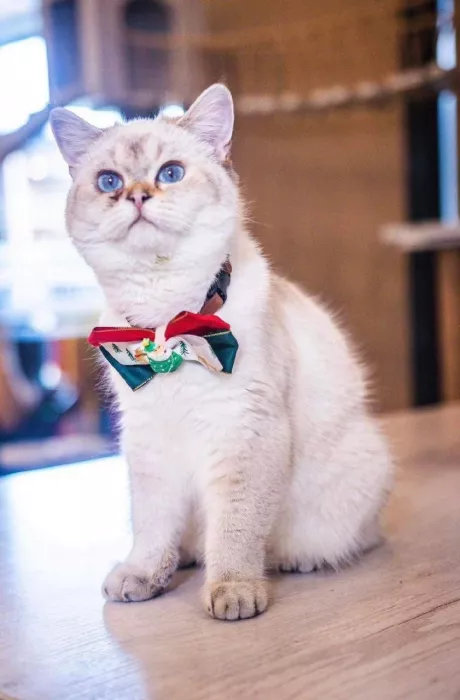 Кафе «Miau»