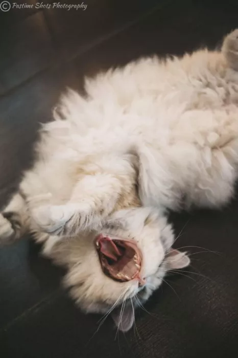 Кафе «Miau»