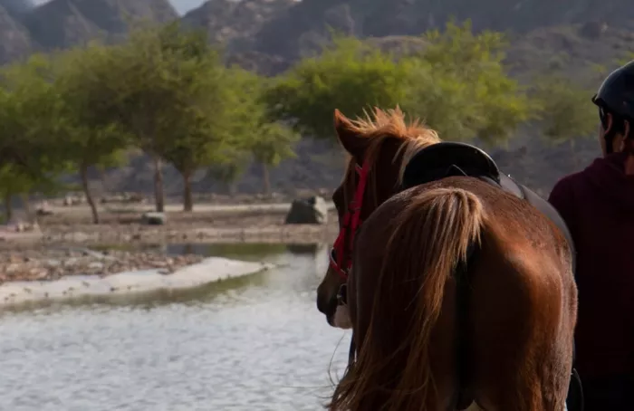 Конные прогулки "Hatta Horses"