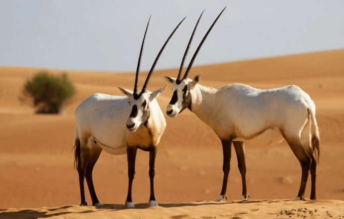 Заповедник "Desert Conservation Reserve"