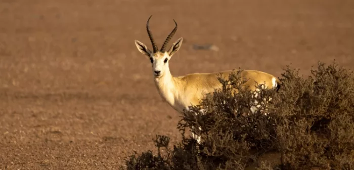 Заповедник "Desert Conservation Reserve"