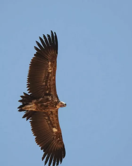 Заповедник "Desert Conservation Reserve"