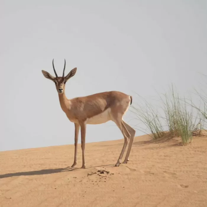 Заповедник "Desert Conservation Reserve"