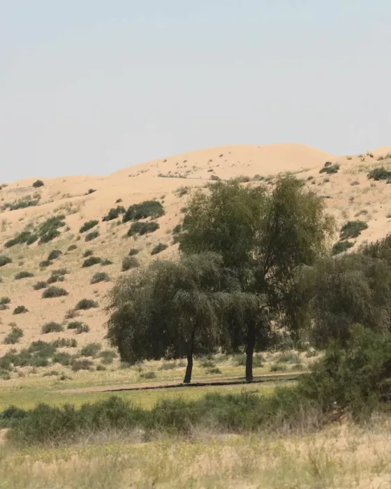 Заповедник "Desert Conservation Reserve"