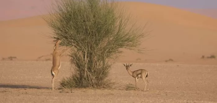 Заповедник "Desert Conservation Reserve"
