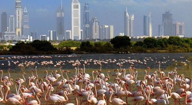 Природный заповедник "Ras Al Khor"