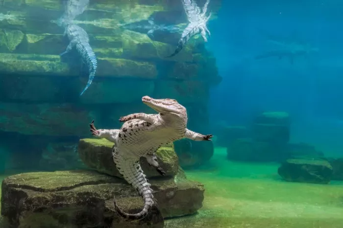 Парк крокодилов "Crocodile Park"