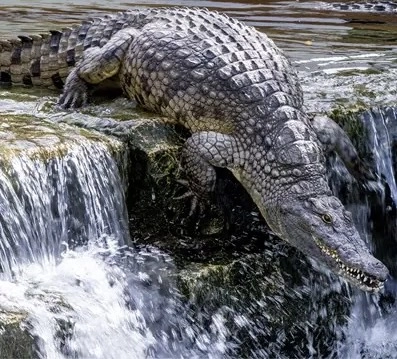Парк крокодилов "Crocodile Park"