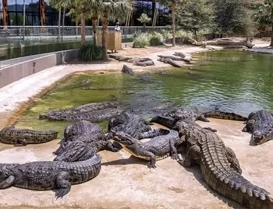 Парк крокодилов "Crocodile Park"
