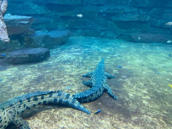 Парк крокодилов "Crocodile Park"