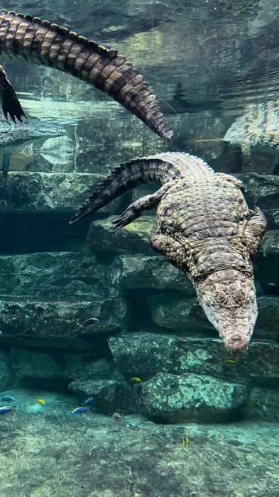 Парк крокодилов "Crocodile Park"