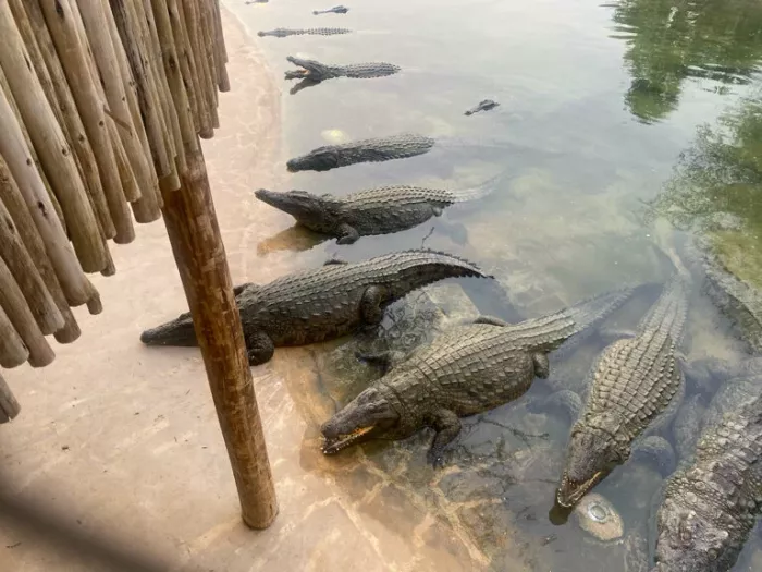 Парк крокодилов "Crocodile Park"