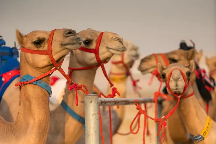 Верблюжьи бега "Royal Camel Racing Club"