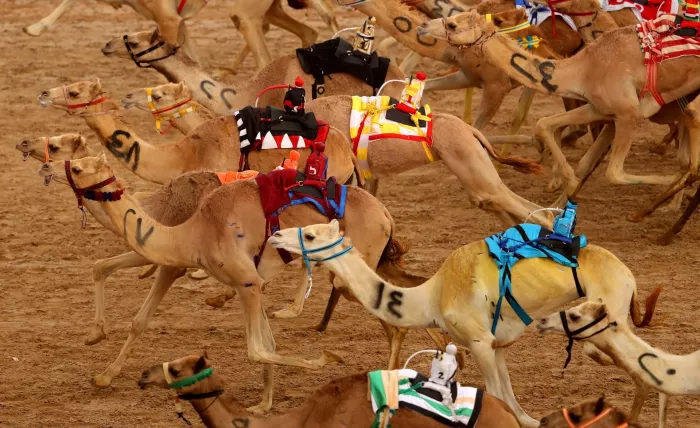 Верблюжьи бега "Royal Camel Racing Club"