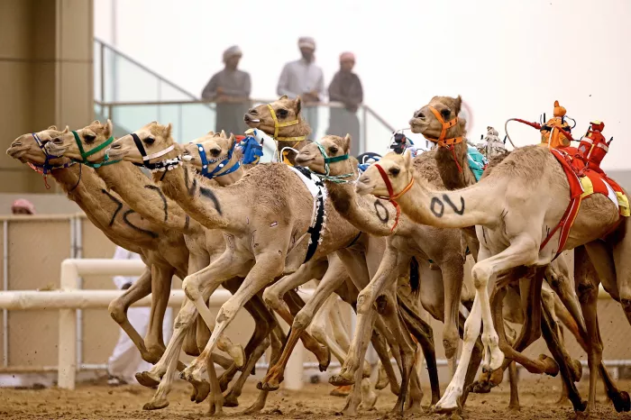 Верблюжьи бега "Royal Camel Racing Club"