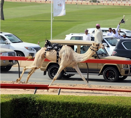 Верблюжьи бега "Royal Camel Racing Club"