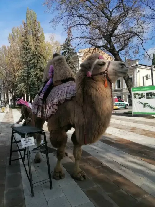 Парк Культуры и Отдыха "Центральный"