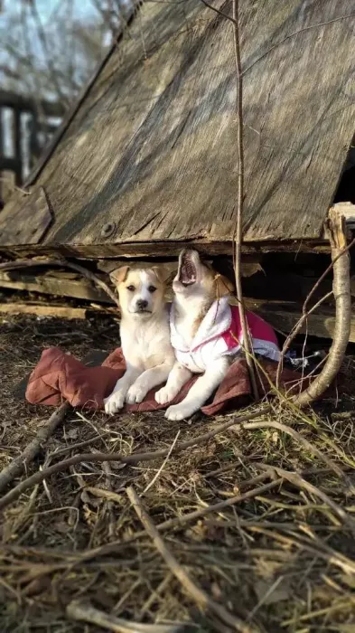 Региональный центр ветеринарной медицины