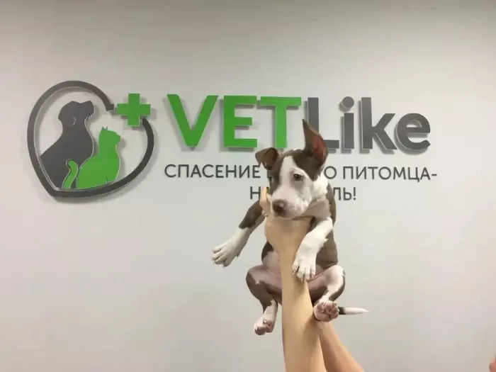 Ветеринарная клиника "VETLike"