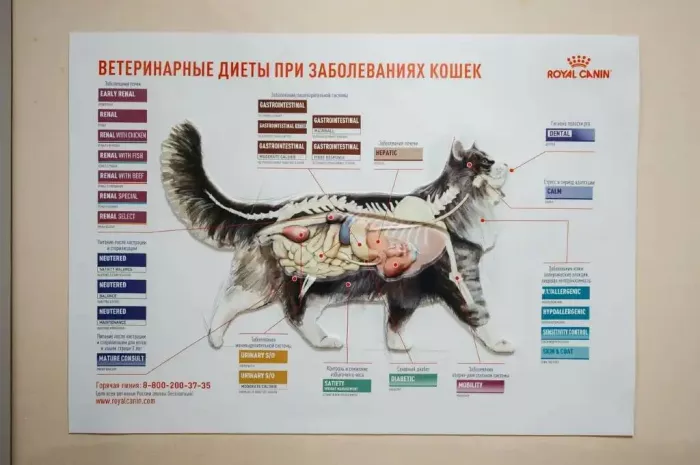 Ветеринарная клиника "Феникс"